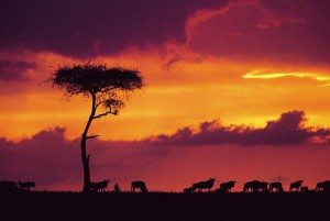 irc-safari-carl-tundo-logra-victoria-tierras-africanas-12634556883036.jpg